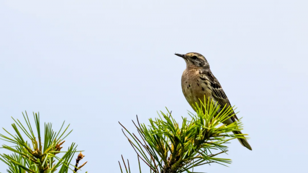 「​山西鳥類圖鑑」| 粉紅胸鷚