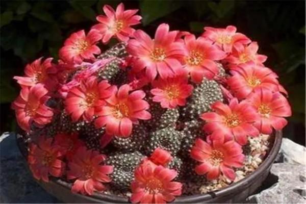 花開富貴，欣賞仙人球子孫球開花