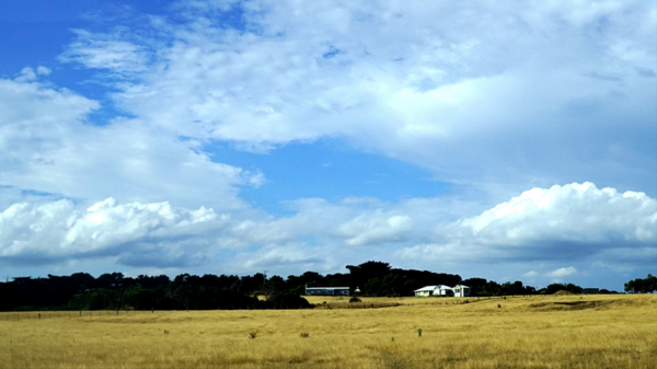 澳大利亞山羊也能氾濫,破壞生態讓人無可奈何,為何不用吃來解決 澳大利亞山羊也能氾濫,破壞生態讓人無可奈何,為何不用吃來解決