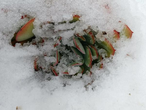 大雪過後多肉露出了美麗的頭 大雪過後多肉露出了美麗的頭