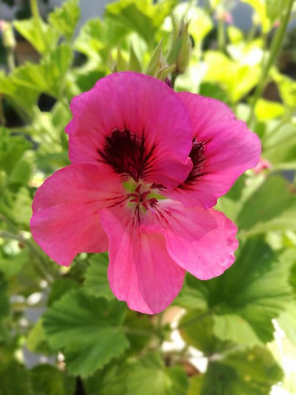 青海湖，祁連山，扎尕那，一車老兩口，西北自駕遊。之六：貴德2