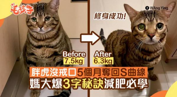 40斤肥貓用3年瘦成動物界“模特”,全網震驚:我還不如貓勵志 40斤肥貓用3年瘦成動物界“模特”,全網震驚:我還不如貓勵志