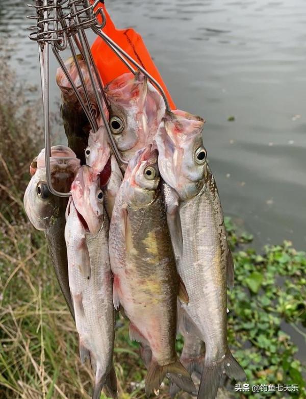 江西男子曬漁獲秀智商!網友看後怒了:這麼多小魚,你能吃完嗎 江西男子曬漁獲秀智商!網友看後怒了:這麼多小魚,你能吃完嗎