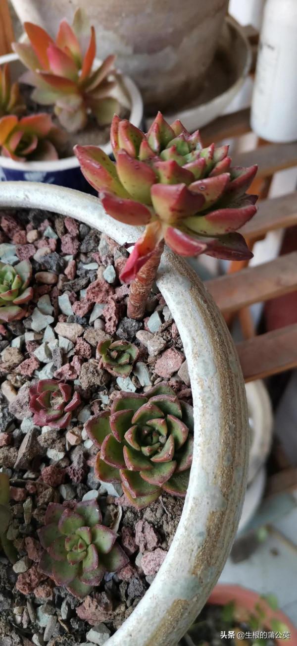 透過我的慘痛經驗，看看這四種多肉的抗寒能力