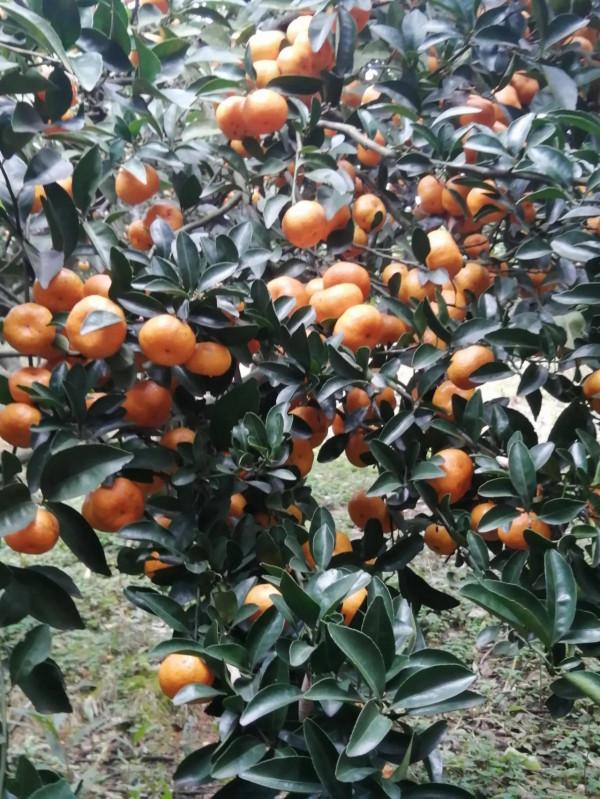 橘子的幸福之家 橘子的幸福之家