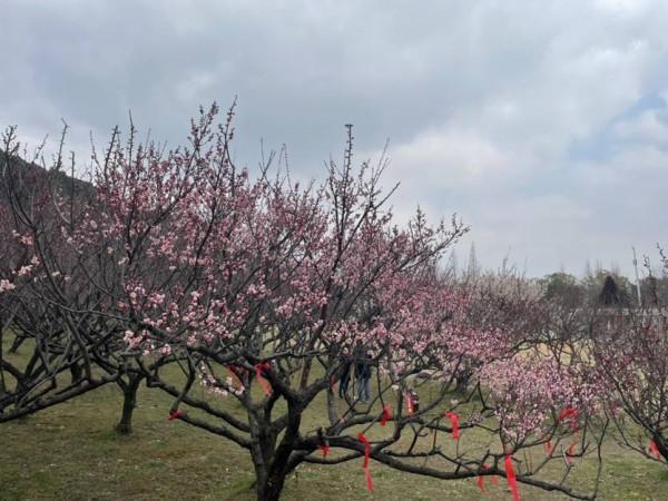 梅花香如故，蘇城這些賞梅好去處可以安排了