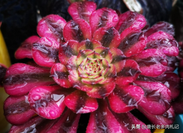 養多肉法師光照不足？這5種漂亮的法師無需陽光直射，散光養更美