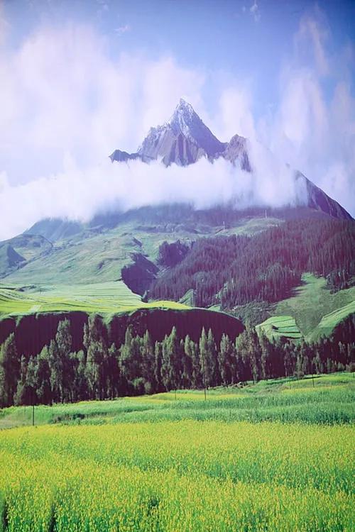 美爆了！！！雪山下的花海