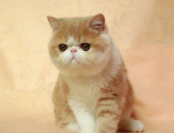 這幾種貓,一旦變成流浪貓,可能很快會喪命 這幾種貓,一旦變成流浪貓,可能很快會喪命