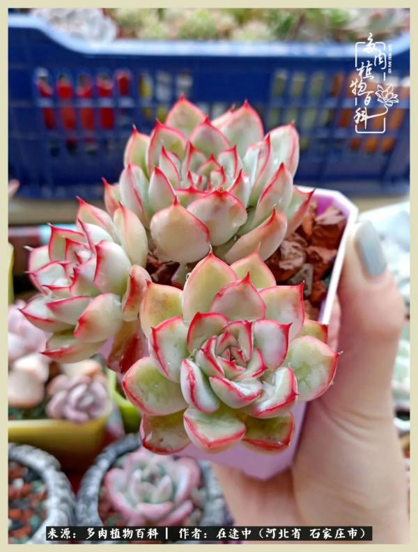 落葉知秋,願你安好 落葉知秋,願你安好