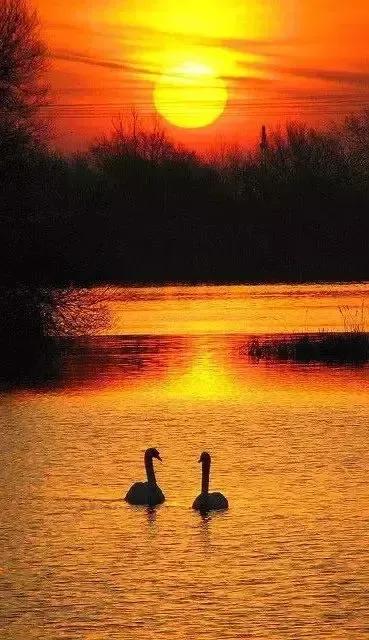 分享——天鵝之美