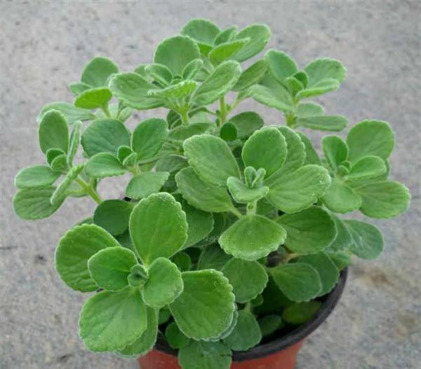 碰碰香“脾氣”大，一不小心就散發清香，家裡養一盆，很有好處