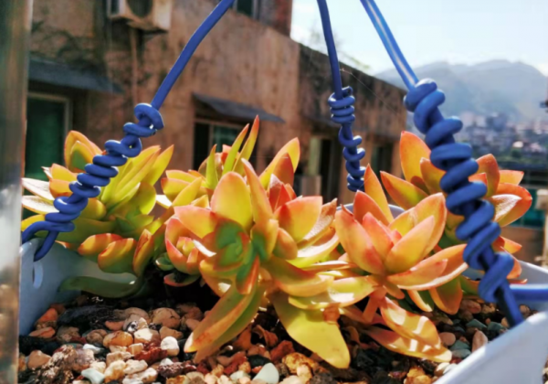 怎麼“懶養”多肉火祭?抓住4個“命穴”,莖葉四季豔紅喜慶 怎麼“懶養”多肉火祭?抓住4個“命穴”,莖葉四季豔紅喜慶