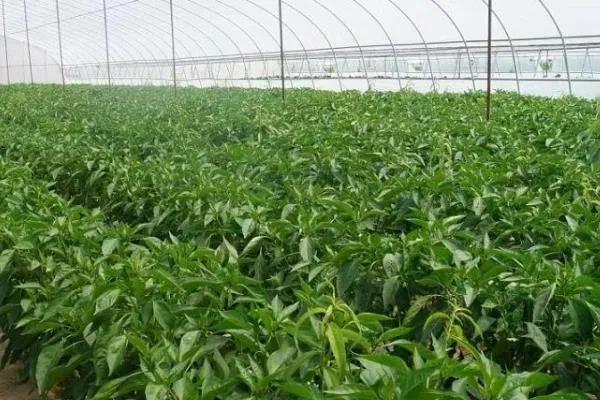 農村輕鬆致富小專案