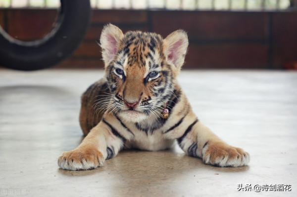 為什麼很多人都怕蛇？科學家曾用7個月大嬰兒做實驗尋找答案