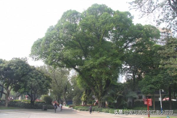 參觀綠樹環繞的中山紀念堂,從西側廣場開始,可以看到迷人的側顏 參觀綠樹環繞的中山紀念堂,從西側廣場開始,可以看到迷人的側顏