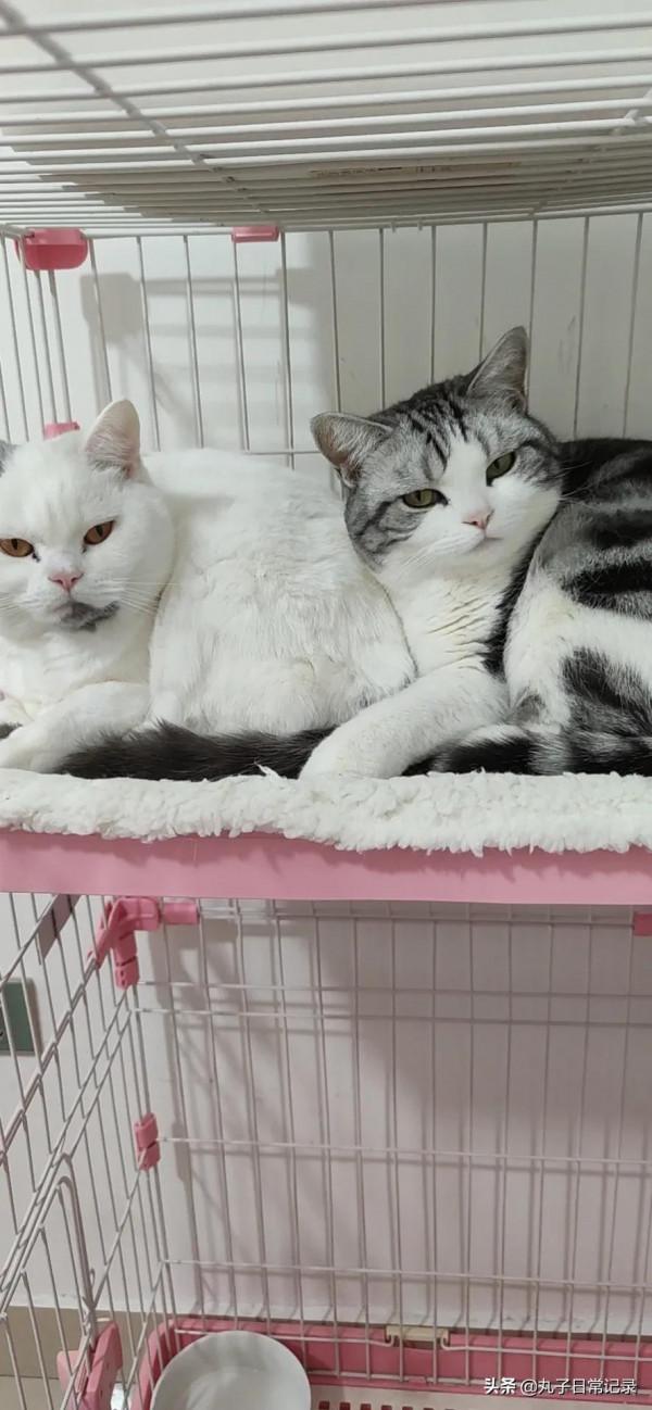 小貓咪從小到大的變化有多大 小貓咪從小到大的變化有多大