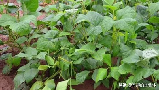 這14種豆類糧食你見過幾種，吃過幾種呢？很多人分不清是什麼豆子