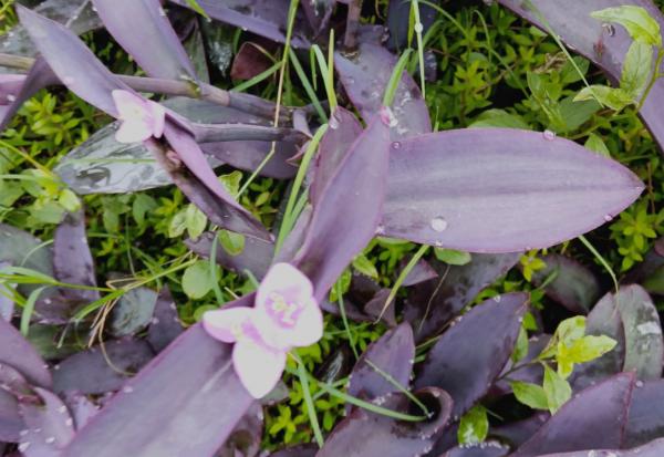 葉子美過花，簡單5個方面，輕鬆養好紫竹梅