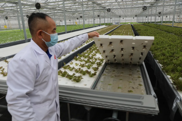 長在床上的蔬菜長啥樣?通州藏著個神奇植物工場,京東全資打造 長在床上的蔬菜長啥樣?通州藏著個神奇植物工場,京東全資打造