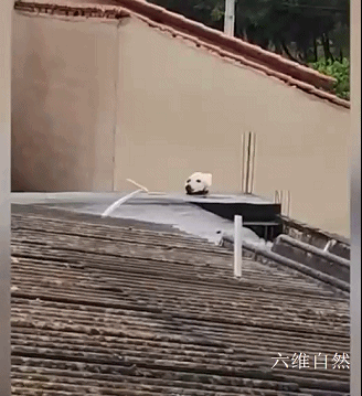 巴西一女士發現有“狗頭”在屋頂上，以為是誰那麼殘忍，是隻活貓