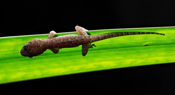 農村常見的壁虎,若是爬進家中,要不要把它趕出去? 農村常見的壁虎,若是爬進家中,要不要把它趕出去?