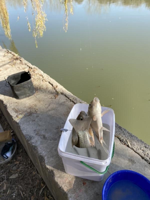 三五釣友相聚小清河，有說有笑豈不美哉