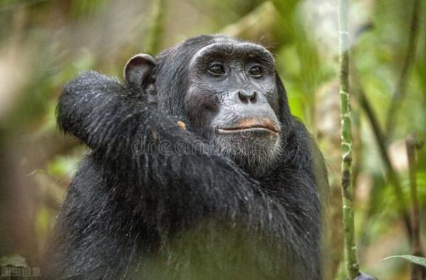 人與大猩猩有多相似？