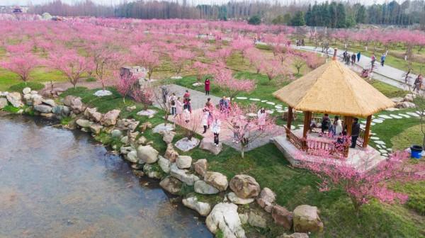 「問花村」暗香湧動！千畝梅花盛開啦