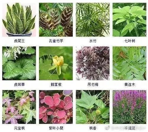 觀葉植物如何過冬？你準備好了嗎？