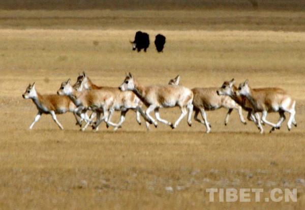 留在心中的歌：讓藏羚羊永遠像風兒一樣自由奔跑