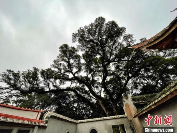 探訪中國傳統村落福建洋頭村：宛如一幅水墨山水畫