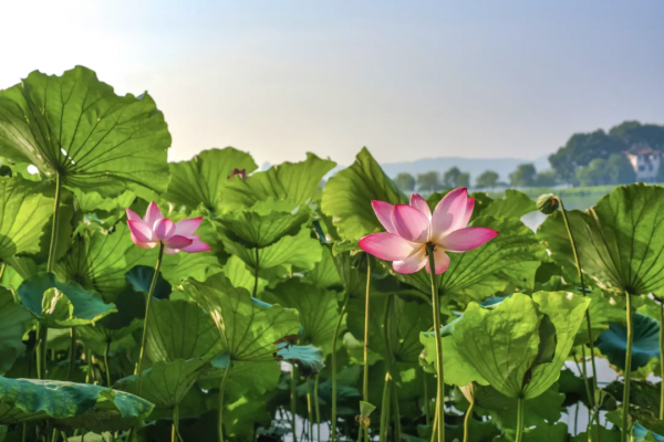 這是我今年的旅行計劃，想抄作業的一起來