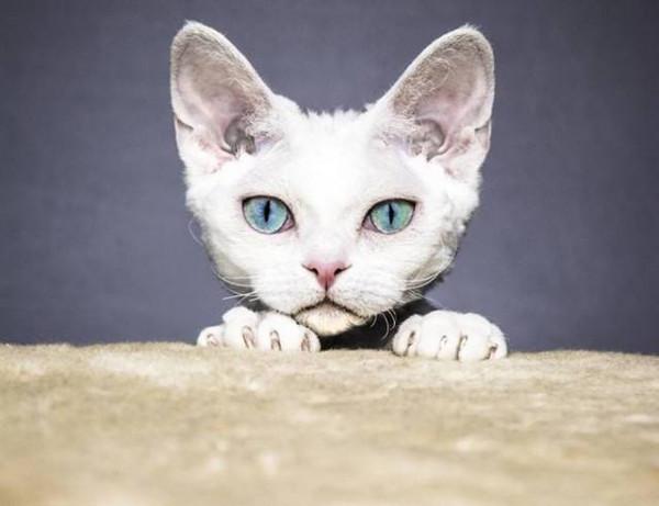 德文捲毛貓：比布偶還像狗的貓，被稱為“捲毛狗”，重點是不掉毛