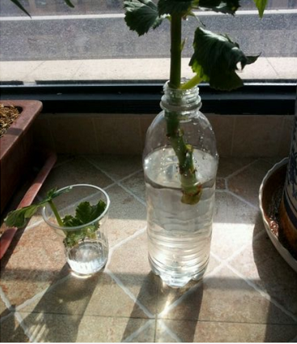 6種花，二月底快扦插，十幾天就生根