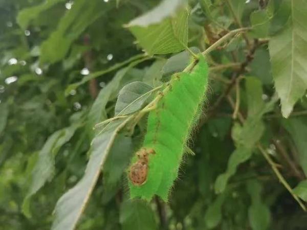 你見過五顏六色的蠶寶寶嗎? 你見過五顏六色的蠶寶寶嗎?