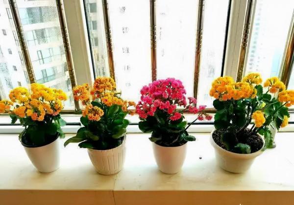 人養花,花亦養人!10種小盆栽,晚上不爭氧,適合養臥室 人養花,花亦養人!10種小盆栽,晚上不爭氧,適合養臥室