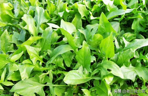 祖孫二代,種菠菜起高壟又點播,被人嘲笑,產量猛增,價格翻3倍 祖孫二代,種菠菜起高壟又點播,被人嘲笑,產量猛增,價格翻3倍