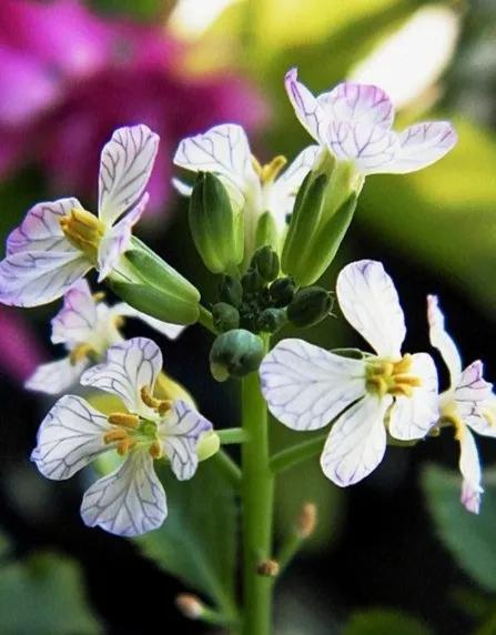 油菜花和蘿蔔花的區別