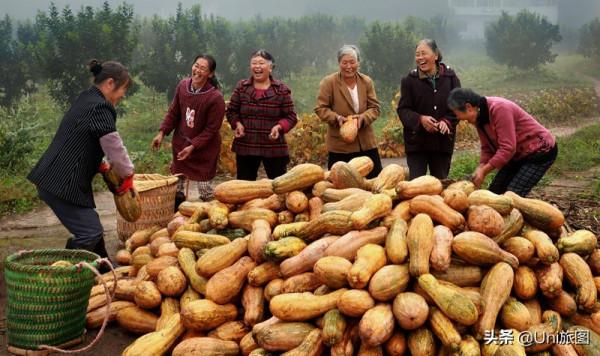今日秋分 | 豐收的季節來了，金色田野惹人醉