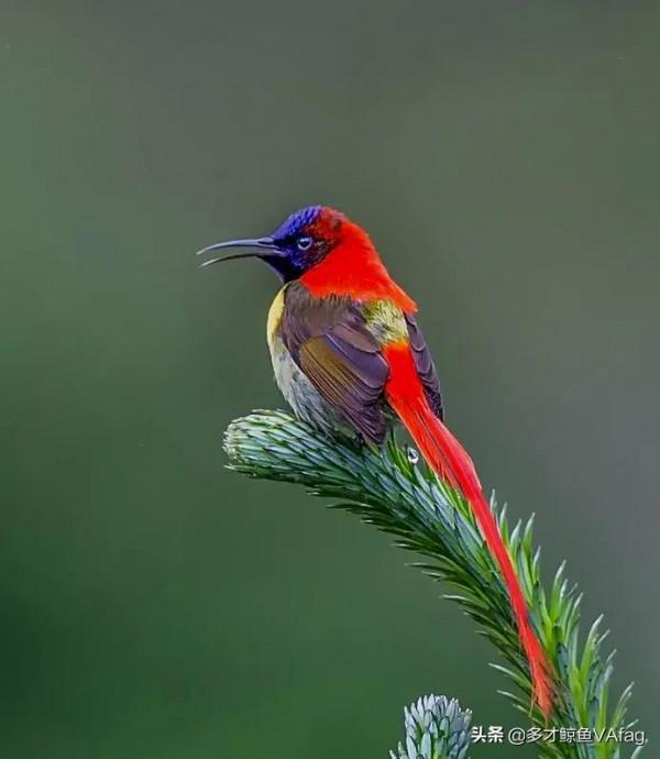 還有這麼美麗的太陽鳥