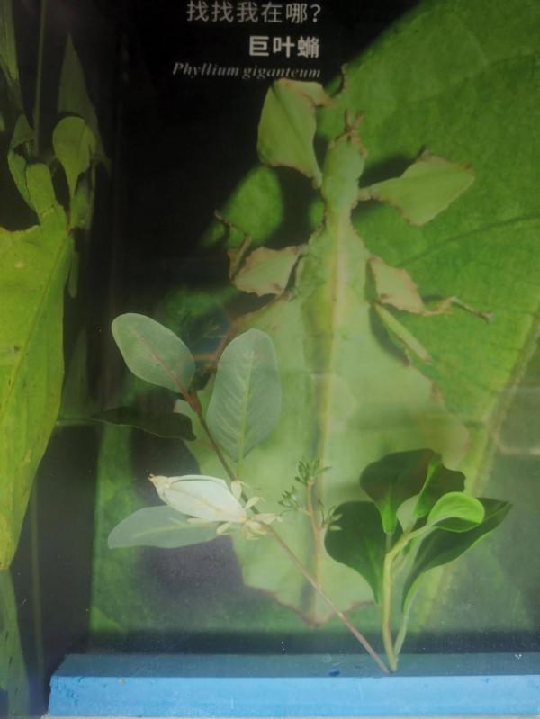 深秋的蝴蝶 深秋的蝴蝶