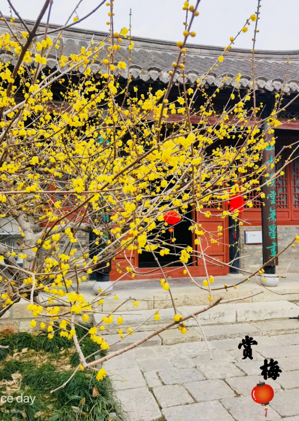 臘梅此時正含香，來看戶部山的臘梅吧