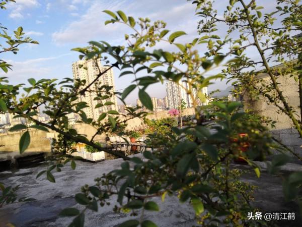 花椒在什麼時候採收才會色澤鮮豔靚麗,麻香味最濃 花椒在什麼時候採收才會色澤鮮豔靚麗,麻香味最濃