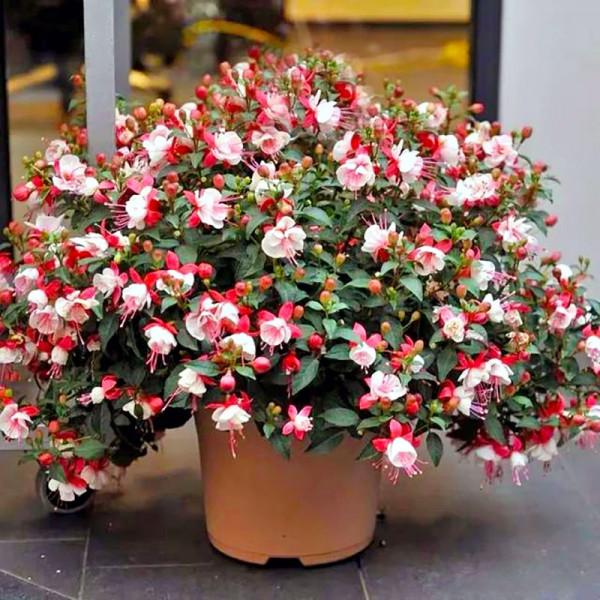 今年最流行的18種花,掛起來養,好看好養還不佔地方 今年最流行的18種花,掛起來養,好看好養還不佔地方