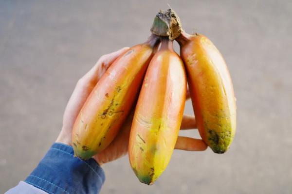 在這裡我毫不焦慮，還實現了水果自由