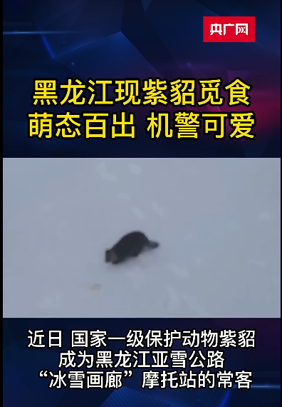 黑龍江亞雪公路現呆萌紫貂覓食