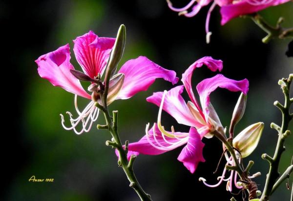 紫荊花，花大豔麗似彩蝶