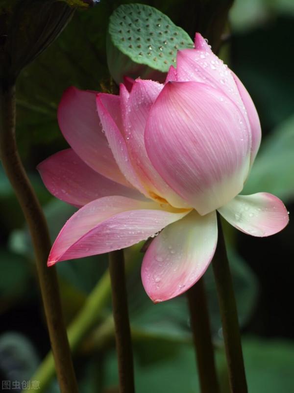 東方文學《觀雨賞荷，風乾露枝留殘香，誰人為此建暖房》