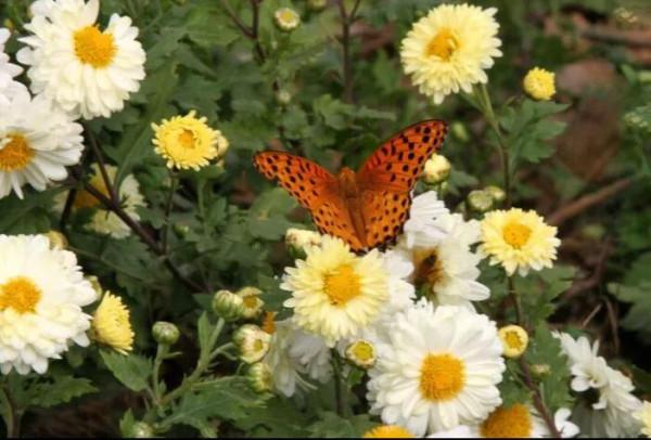 陶淵明陶公的菊意生活